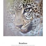 Bamboo